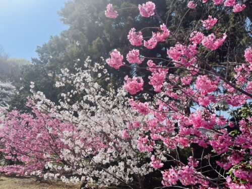 50代から始めた整える美容をイメージした花の写真